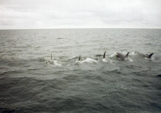 Orcas