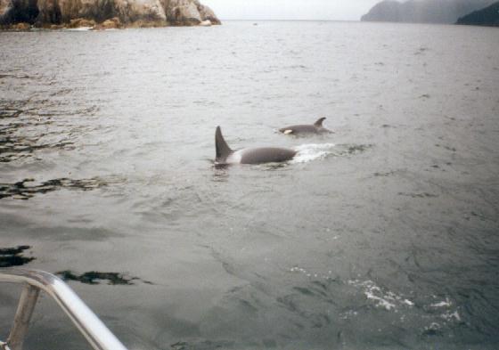 Orca, Mutter ung Junges