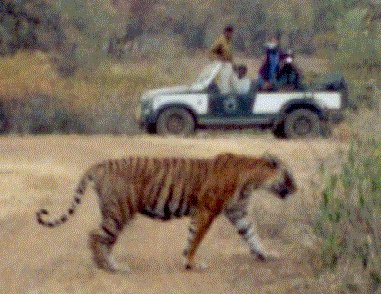 Tiger von links