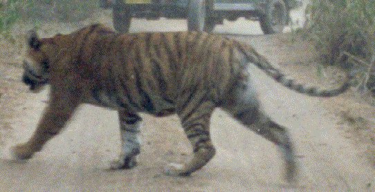 Tiger von rechts