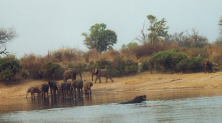 Elefanten am Wasser