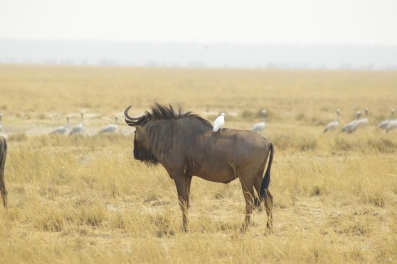 Wildebeest