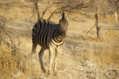 Zebra