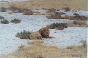 Etosha