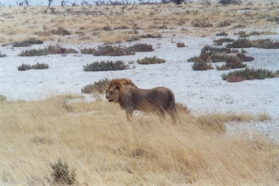 Etosha