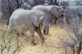 Etosha