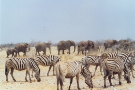 Etosha