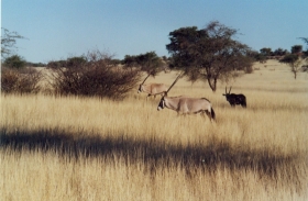 Kalahari