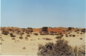 Kalahari