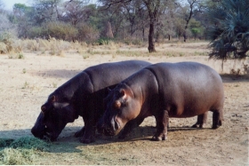Otjiwarongo